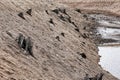 Steep river bank with old tree stumps