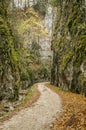 Steep rock walls in Zarnestiului Gorge Royalty Free Stock Photo