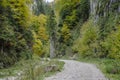 Steep rock walls in Zarnestiului Gorge