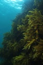 Steep rocky reef covered with kelp