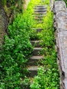 Steep sandstone Steps Overgrown With Weeds