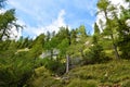 Steep slope above Lipanca and Pokljuka covered larch (Larix decidua) and spruce (Picea abies) trees Royalty Free Stock Photo