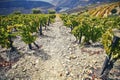 Steep, stony path among green wine bushes with the river in the background. Douro region. Portugal.
