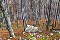 Steep terrain in a dense forest with a few rocks at Homolje mountains