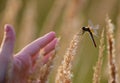 Steepe insect Royalty Free Stock Photo