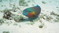 Steephead parrotfish Chlorurus microrhinos