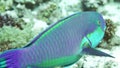 Steephead parrotfish Chlorurus microrhinos