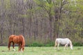Steeplechase horses grazing in a field overlooking the spring time forest. Royalty Free Stock Photo