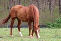 Steeplechase horse grazing in a field overlooking the spring time forest. Royalty Free Stock Photo