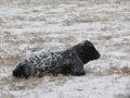 Steer Laying Covered In Snow Royalty Free Stock Photo