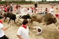 Steer Leaps Over Man Trampled In Georgia Bull Run