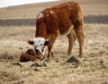 Steer with Newborn Calf Royalty Free Stock Photo