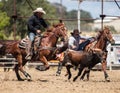 Steer Roping Time Royalty Free Stock Photo