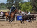 Steer Roping Time Royalty Free Stock Photo