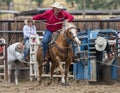 Steer Roping Time Royalty Free Stock Photo