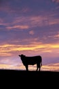 Steer Silhouette