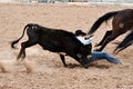 Steer wrestling