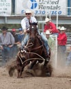 Steer Wrestling - PRCA Sisters, Oregon Rodeo 2011 Royalty Free Stock Photo