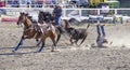 Steer Wrestling rodeo competition