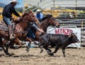 Steer Wrestling Time Royalty Free Stock Photo