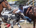 Steer Wrestling Time Royalty Free Stock Photo