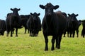 Steers Bulls in Beef Farm