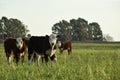 Steers fed on natural grass, Royalty Free Stock Photo
