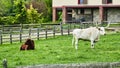 Steers in field