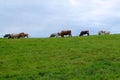 Steers Grazing on Hill Royalty Free Stock Photo