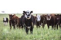 Steers grazing Royalty Free Stock Photo
