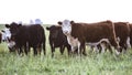 Steers grazing Royalty Free Stock Photo