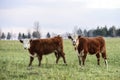 Steers grazing Royalty Free Stock Photo