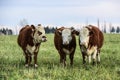 Steers grazing Royalty Free Stock Photo