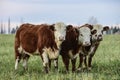Steers grazing Royalty Free Stock Photo
