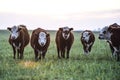 Steers grazing Royalty Free Stock Photo