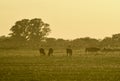 Steers grazing Royalty Free Stock Photo