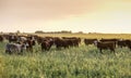 Steers and heifers raised with natural grass, Royalty Free Stock Photo