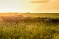 Steers and heifers raised with natural grass Royalty Free Stock Photo