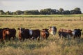 Steers and heifers raised with natural grass, Royalty Free Stock Photo