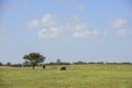 Steers and heifers raised with natural grass, Royalty Free Stock Photo