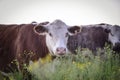 Steers and heifers raised with natural grass Royalty Free Stock Photo