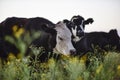 Steers and heifers raised with natural grass Royalty Free Stock Photo