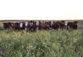 Steers and heifers raised with natural grass, Argentine meat production Royalty Free Stock Photo