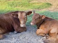 Steers laying in the corral, beef cattle calves resting closeup