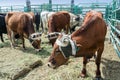 Steers ready for a rodeo event