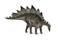 Stegosaurus