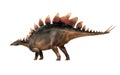 Stegosaurus on White Royalty Free Stock Photo