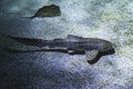 Stegostoma tigrinum fish swimming at the bottom of the aquarium