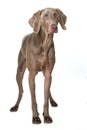 Adult weimaraner dog standing on white background