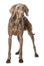 Adult weimaraner dog standing on white background